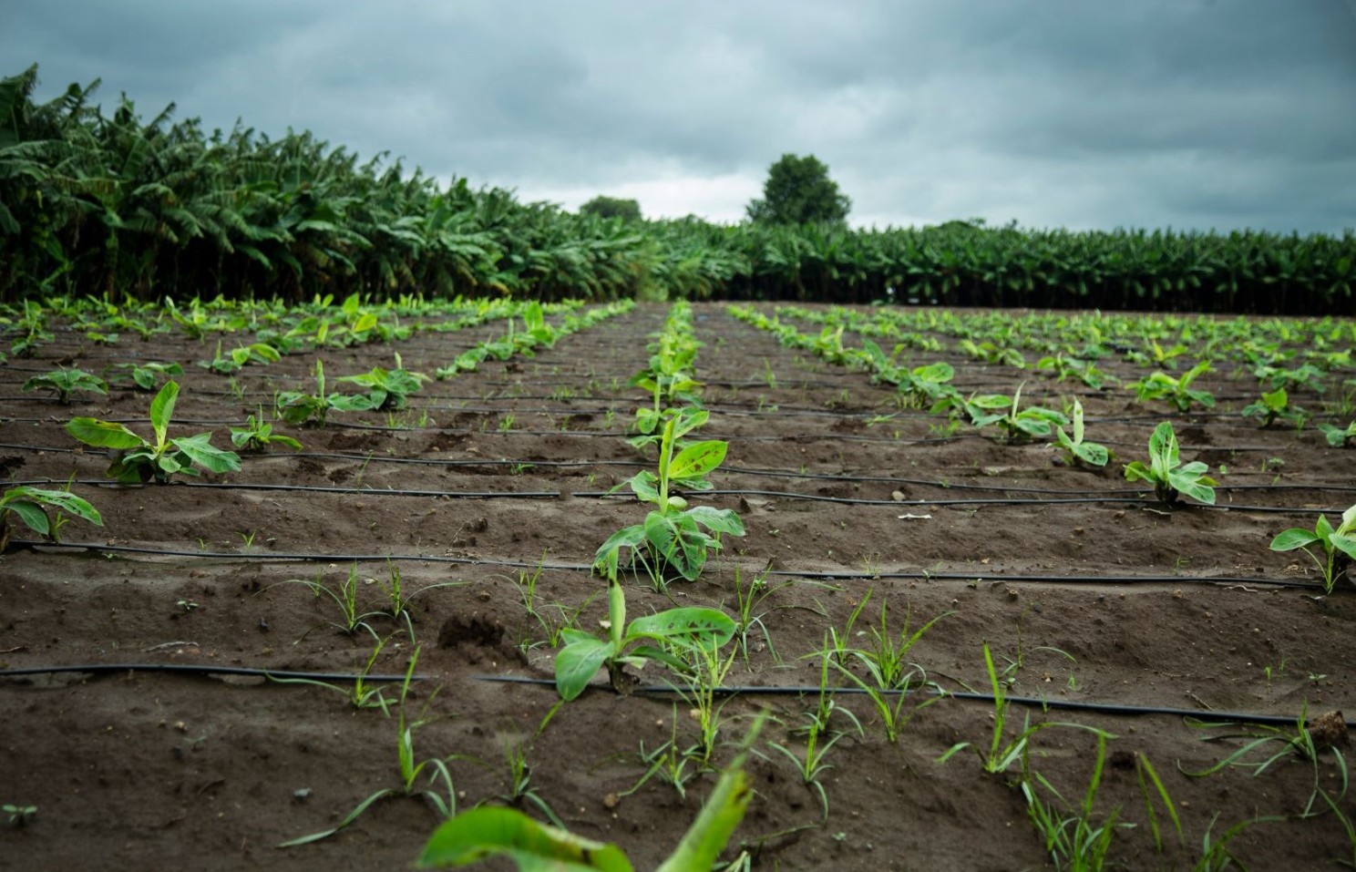 Irrigation tips for banana plantain Irrigation tips for banana plantain
